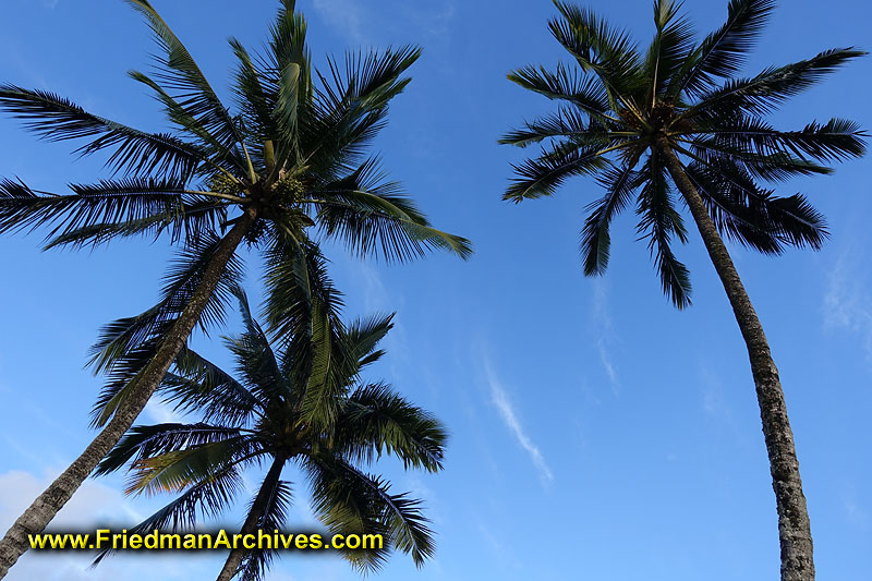 tree,vegetation,plant,hawaii,kauai,blue,sky,icon,